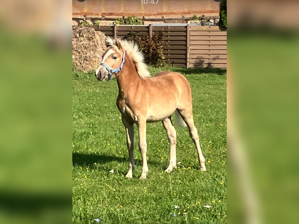 Haflinger Mare Foal (04/2025) Chestnut-Red in Zerbst