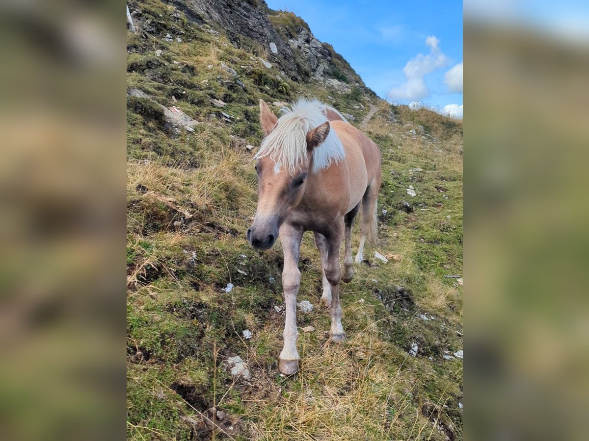 Haflinger Mare Foal (03/2025) Sorrel in Gro&#xDF;arl