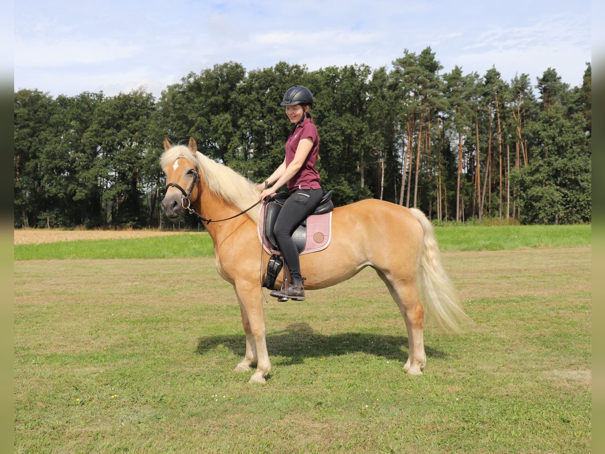 Haflinger Merrie 10 Jaar 145 cm Vos in Michelau in Oberfranken