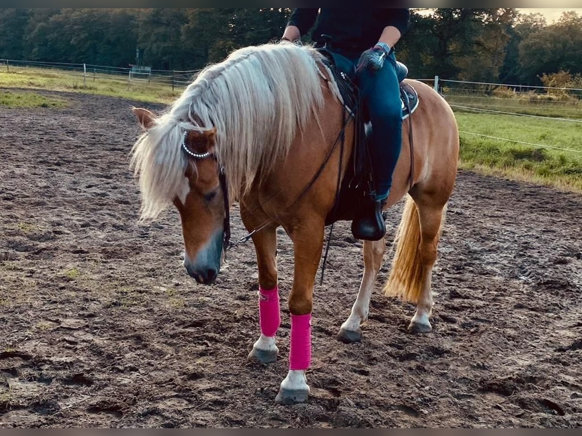 Haflinger Merrie 10 Jaar 156 cm in Schermbeck