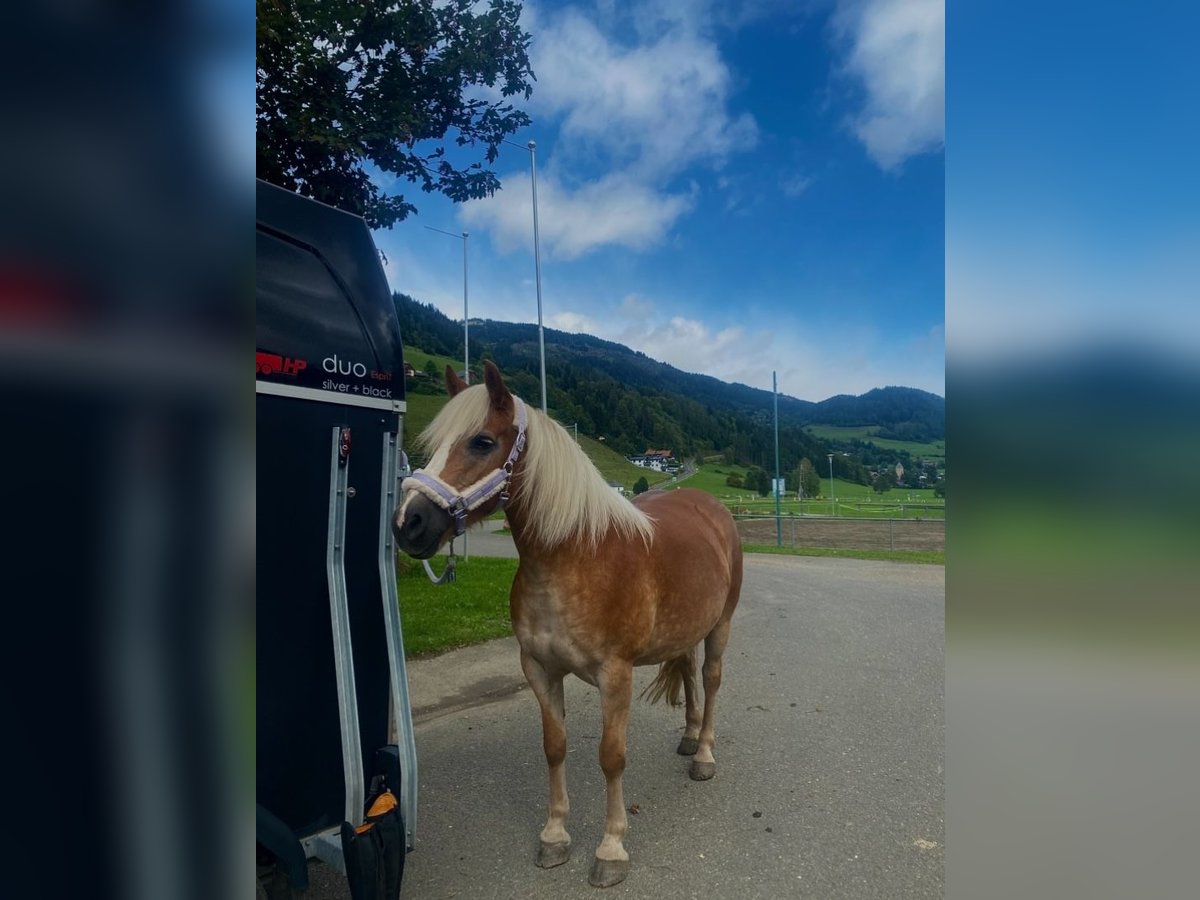 Haflinger Merrie 11 Jaar 150 cm Vos in Murau