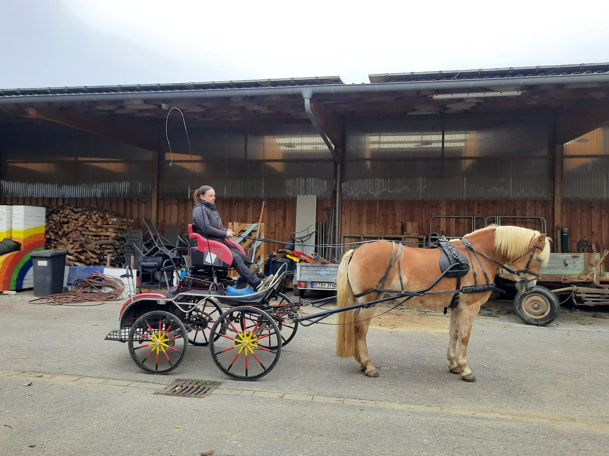 Haflinger Merrie 11 Jaar 153 cm Vos in Schwendi