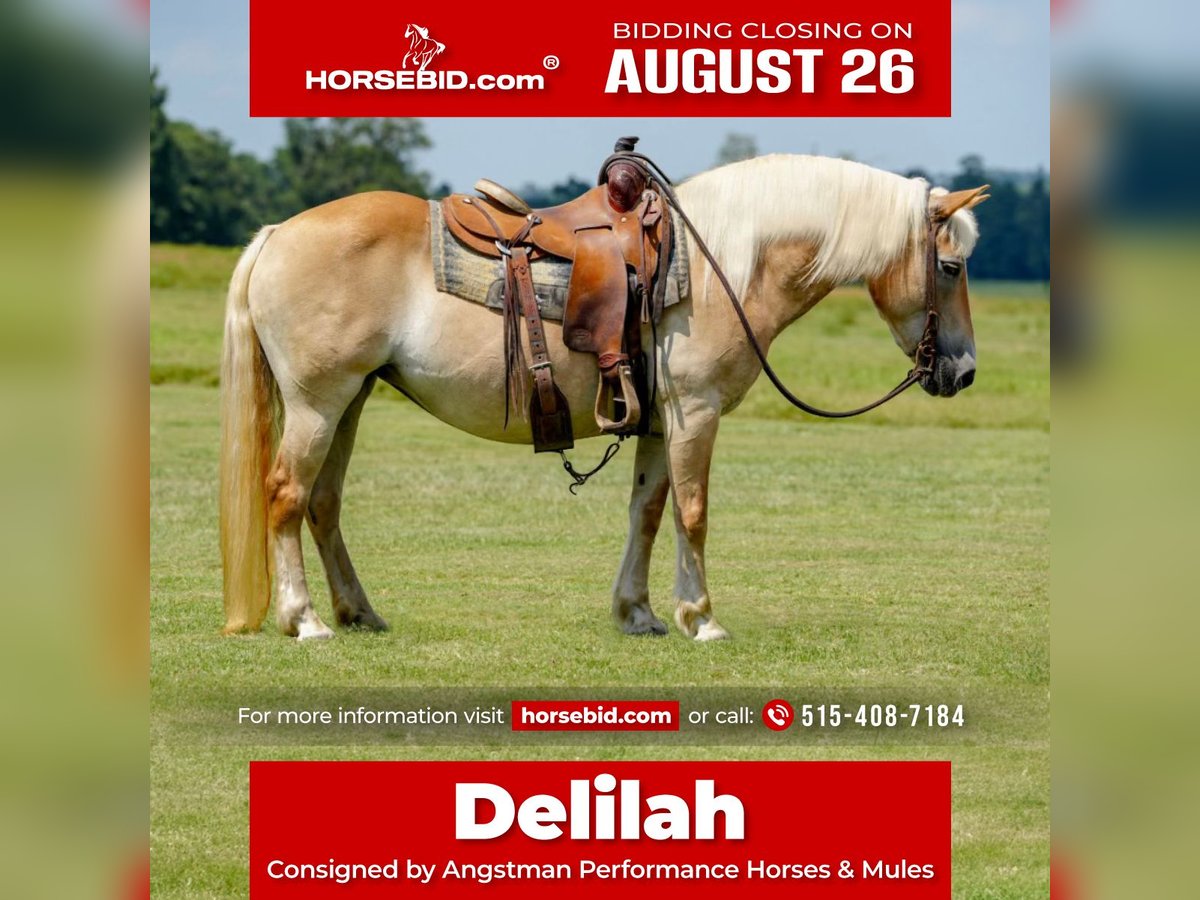 Haflinger Merrie 12 Jaar 142 cm Palomino in Huntsville