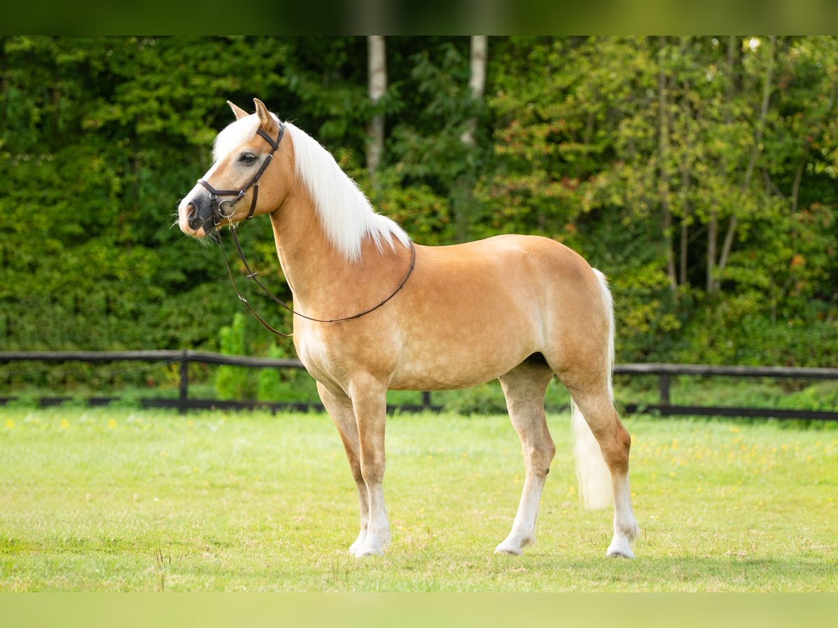 Haflinger Merrie 12 Jaar 147 cm Palomino in Harkema