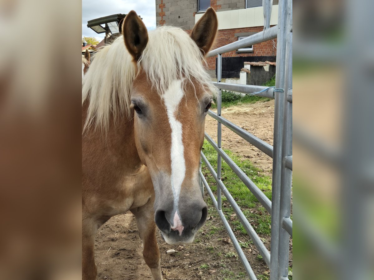 Haflinger Merrie 12 Jaar 150 cm Vos in Ha&#xDF;furt