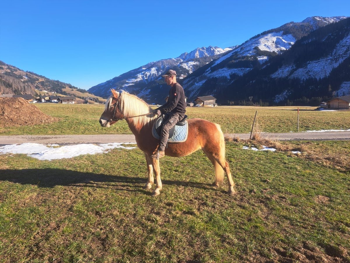 Haflinger Merrie 12 Jaar in Obertilliach