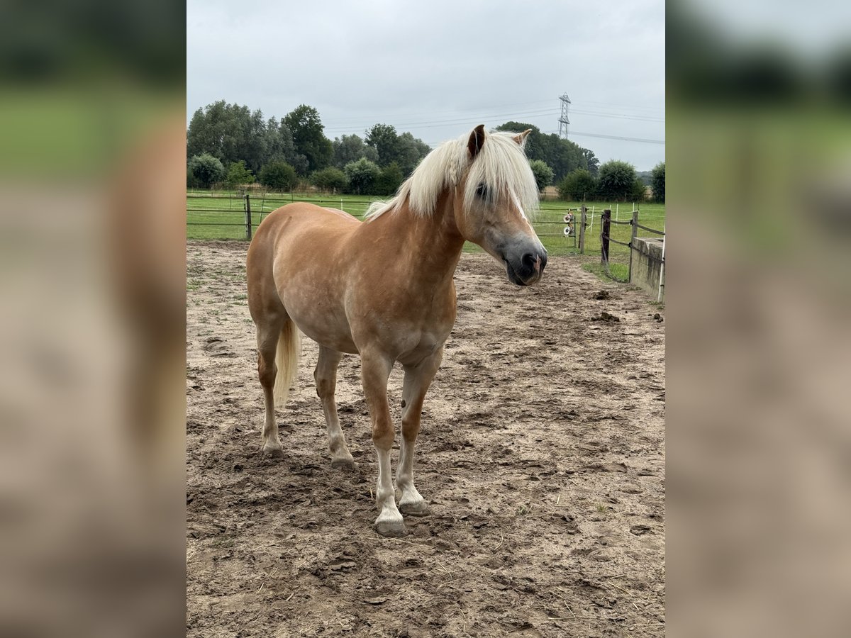 Haflinger Merrie 13 Jaar 150 cm Palomino in Wehl Haflinger Merrie 13 Jaar 150 cm Palomino in Wehl