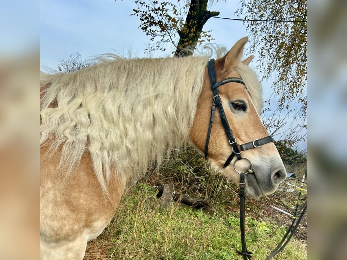 Haflinger Merrie 13 Jaar 155 cm Vos in Pelmberg