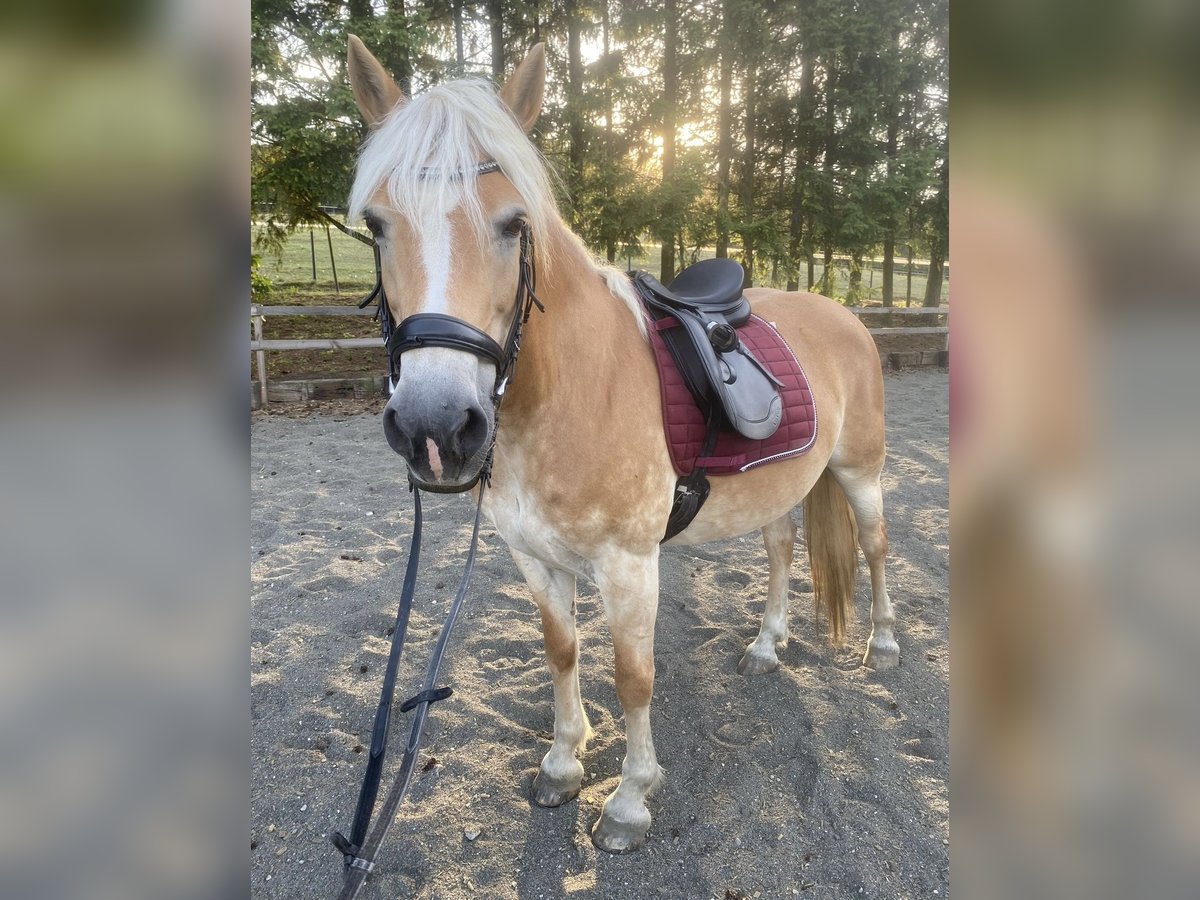 Haflinger Merrie 13 Jaar 155 cm Vos in Pelmberg