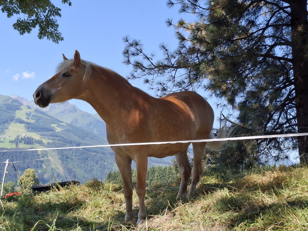 Haflinger Merrie 15 Jaar 147 cm in St. Georgen