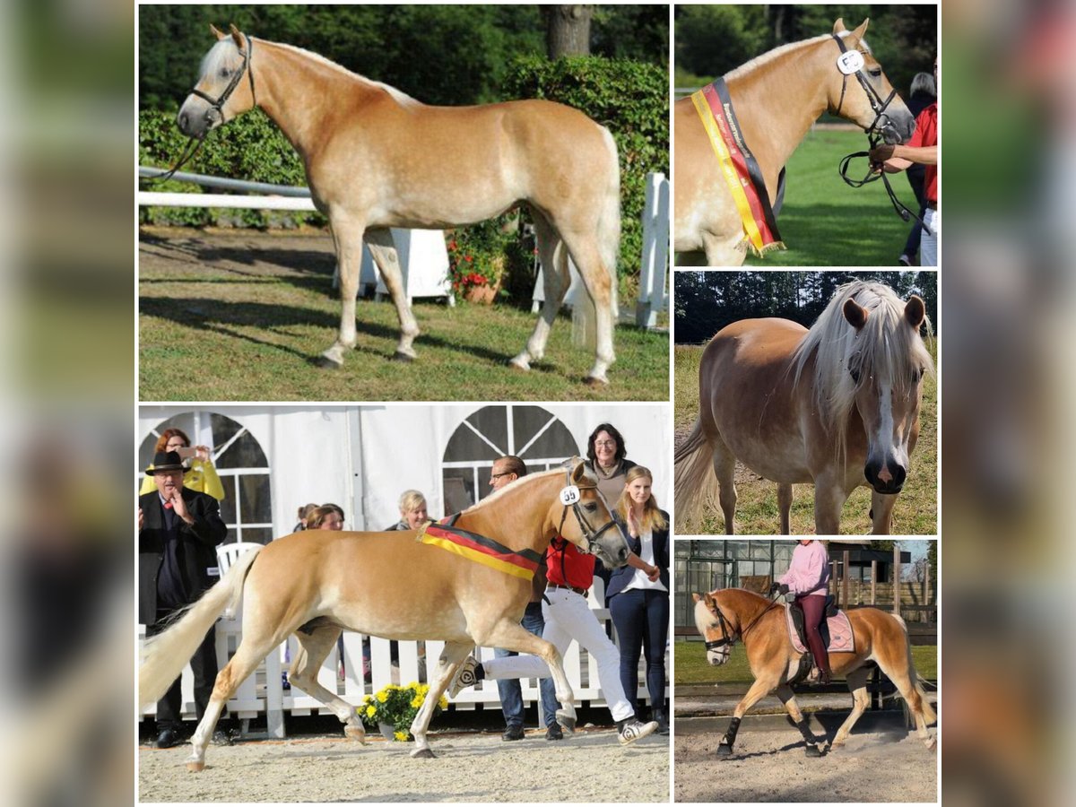 Haflinger Merrie 15 Jaar in Den Ham