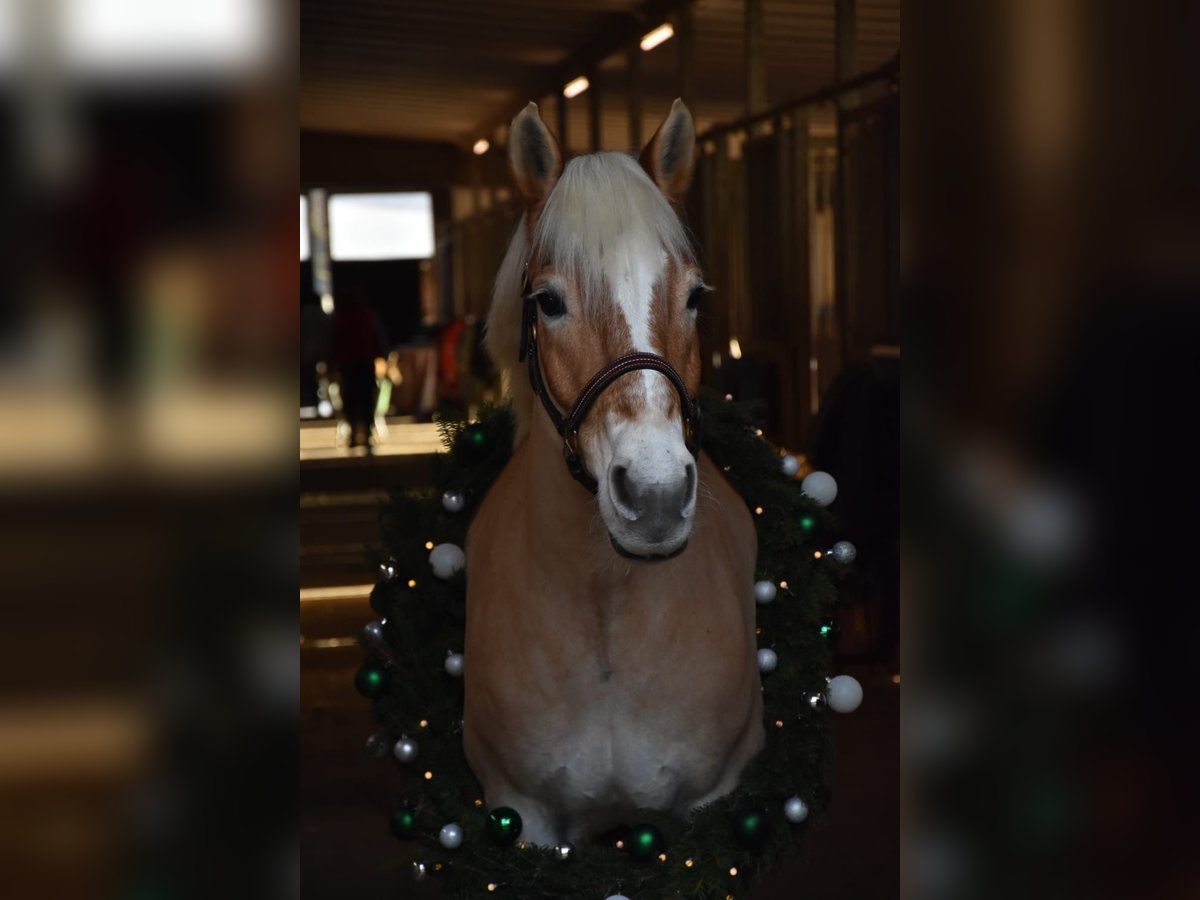 Haflinger Merrie 16 Jaar 147 cm Vos in Volkertshausen