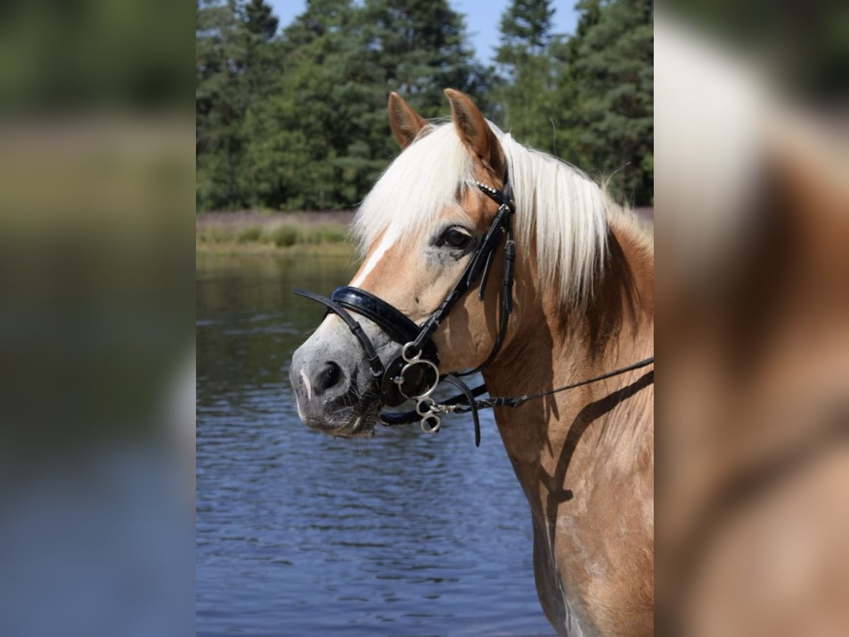 Haflinger Merrie 17 Jaar 145 cm Lichtbruin in Waalre