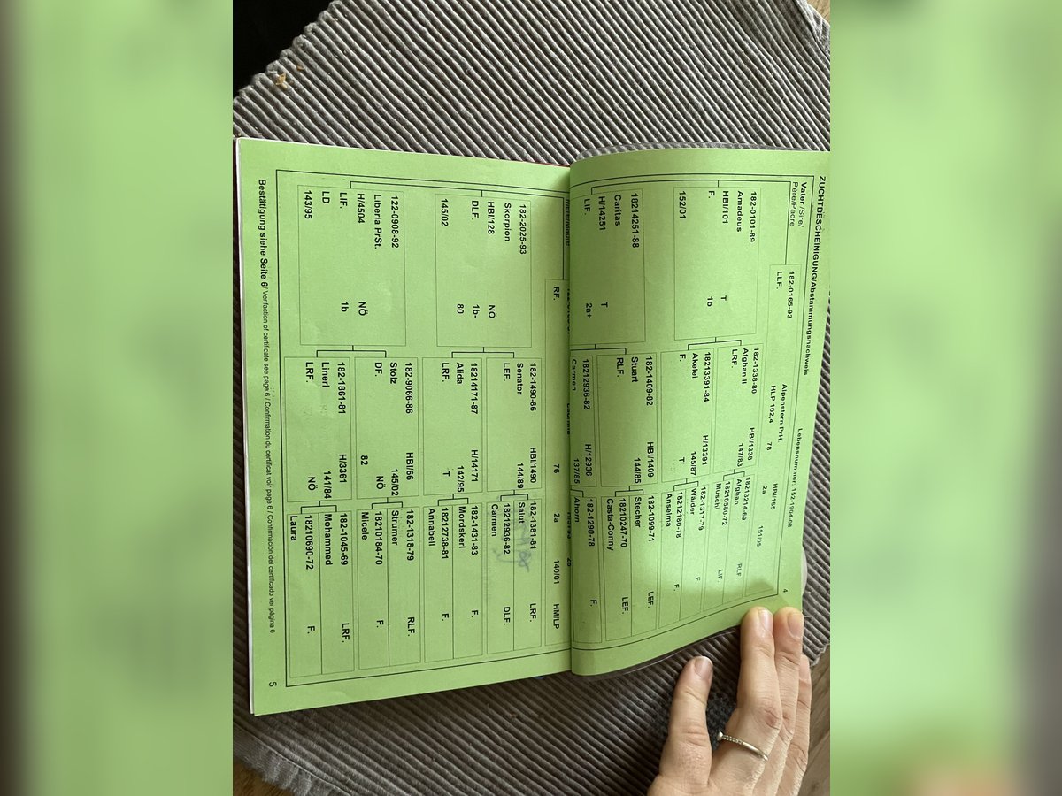 Haflinger Merrie 17 Jaar 148 cm Vos in Strassburg