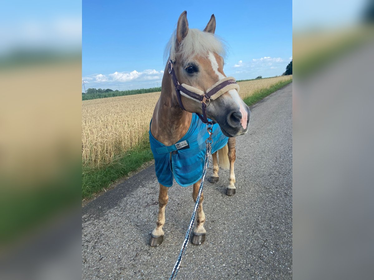 Haflinger Merrie 18 Jaar 145 cm Lichtbruin in Giengen an der Brenz