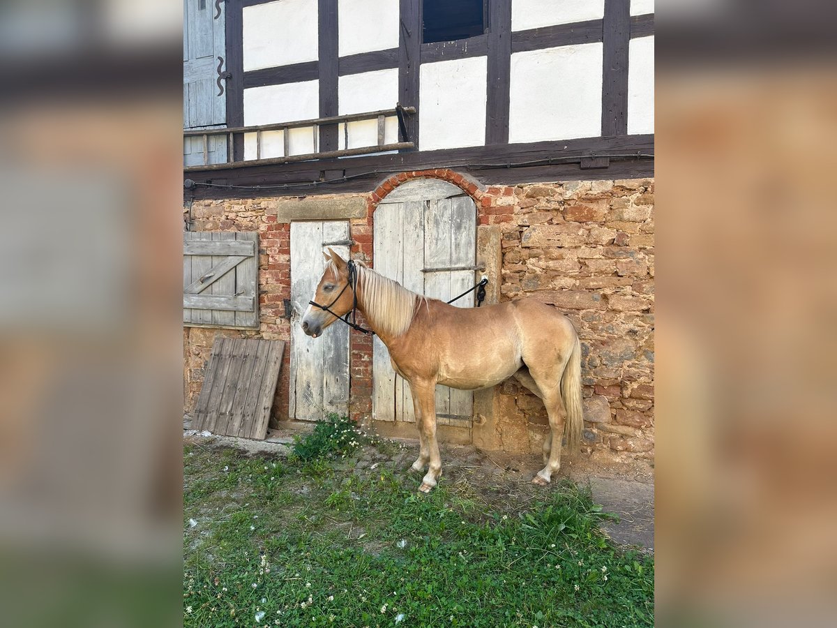 Haflinger Mix Merrie 1 Jaar 135 cm in Berga- Wünschendorf