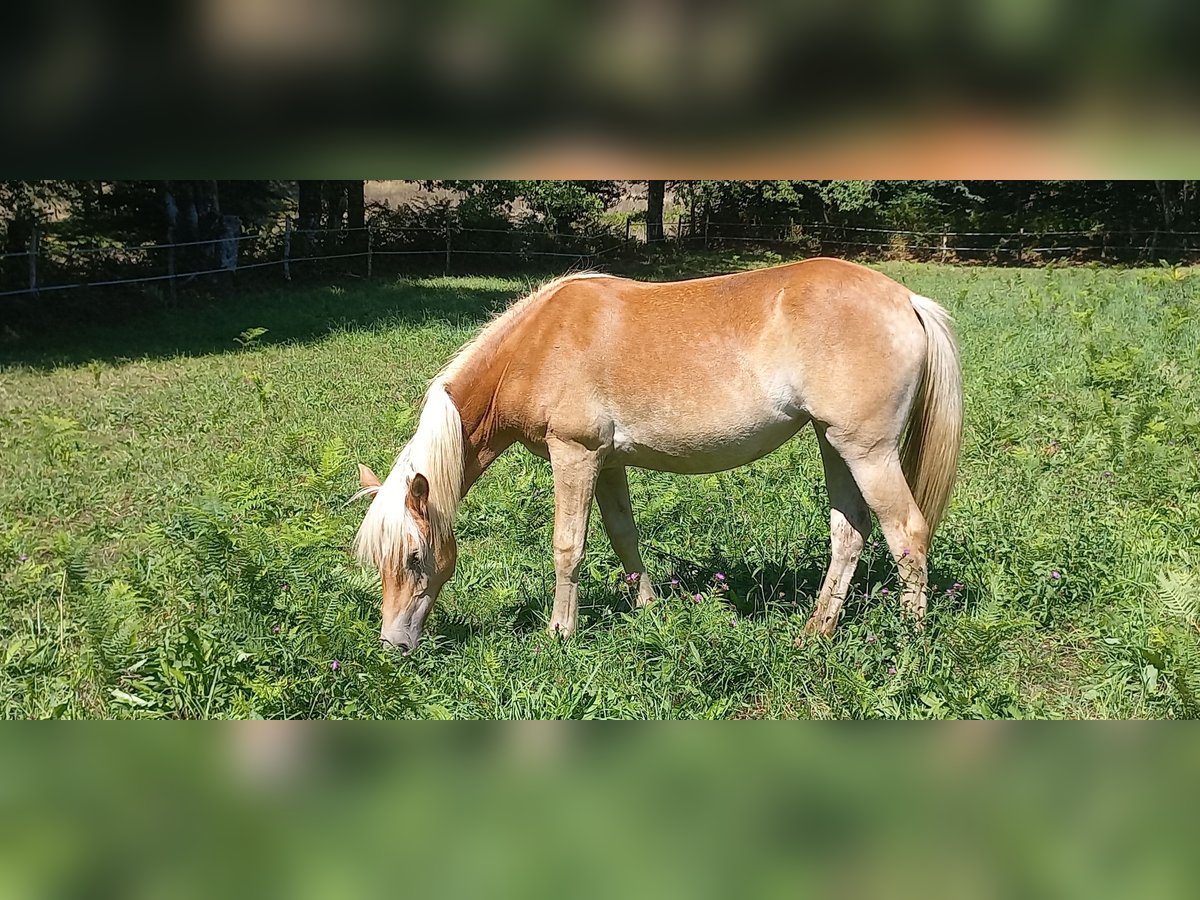 Haflinger Merrie 1 Jaar 137 cm Vos in JABREILLES LES BORDES
