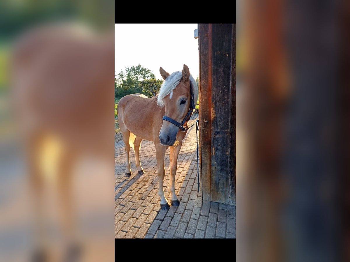 Haflinger Merrie 1 Jaar 148 cm in Erharting