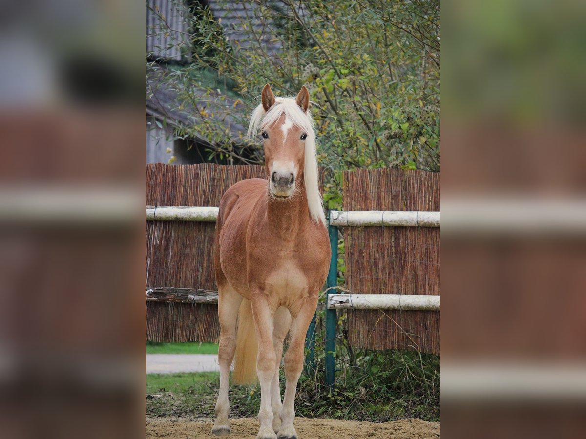 Haflinger Merrie 1 Jaar 148 cm Vos in Saxen