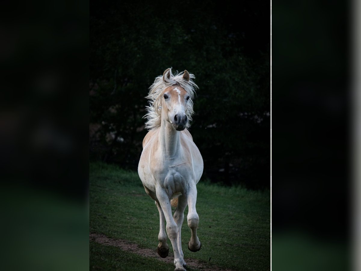 Haflinger Merrie 1 Jaar 148 cm Vos in Essen