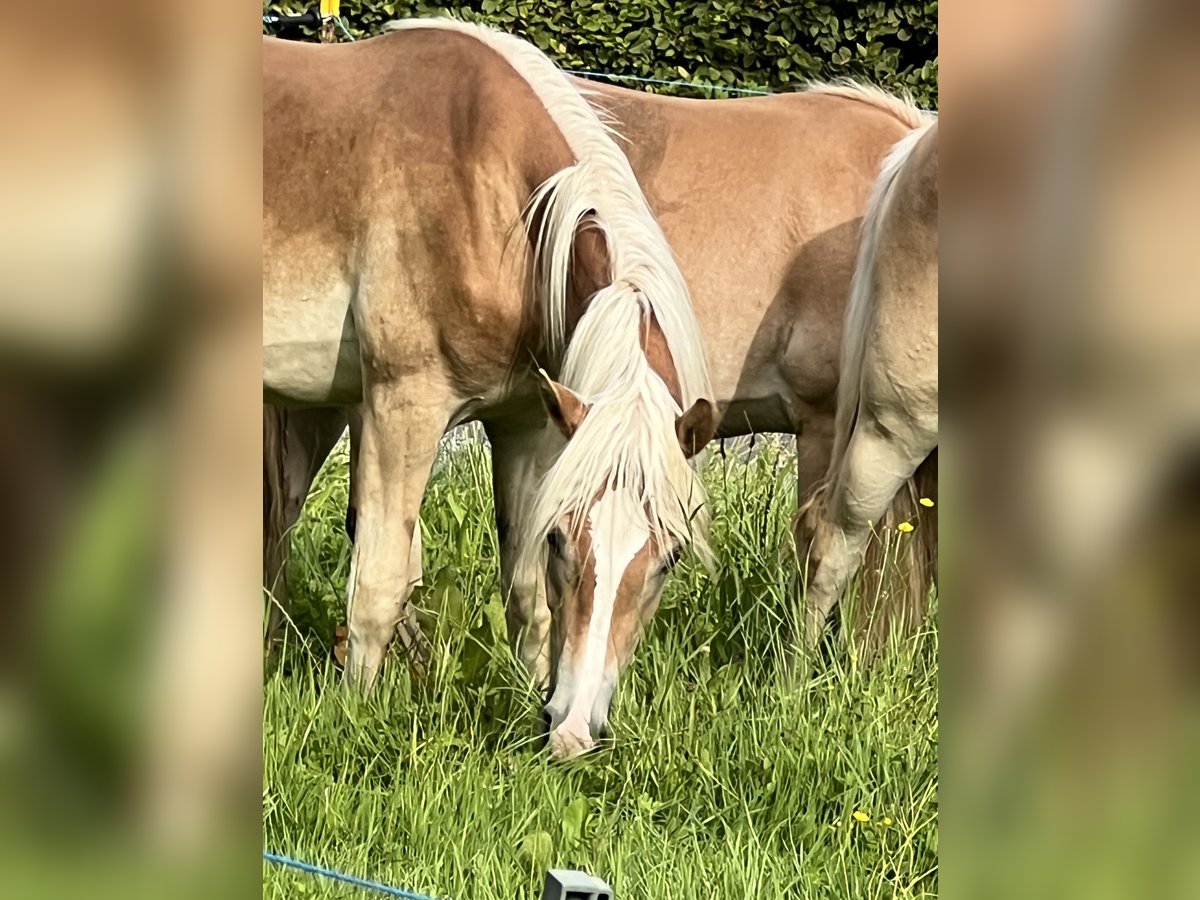 Haflinger Merrie 1 Jaar 154 cm Vos in Staufenberg