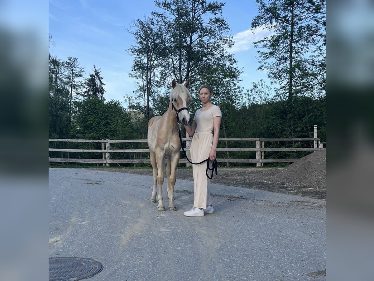 Haflinger Merrie 1 Jaar in Leibnitz