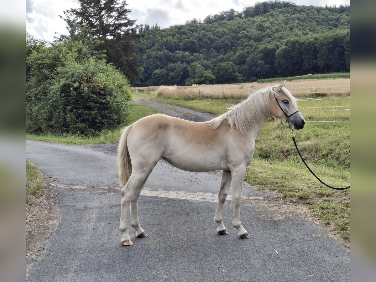 Haflinger Merrie 1 Jaar in Hessisch Oldendorf
