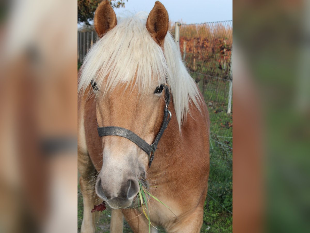 Haflinger Merrie 1 Jaar in Wallern