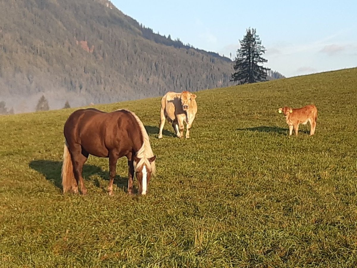 Haflinger Merrie 21 Jaar 140 cm Donkere-vos in Zeutschach