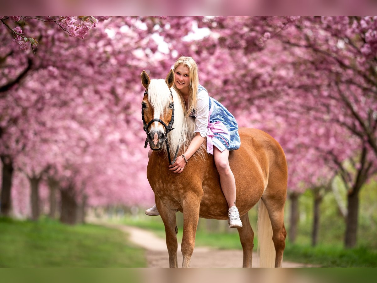 Haflinger Merrie 21 Jaar 143 cm in Trebbin