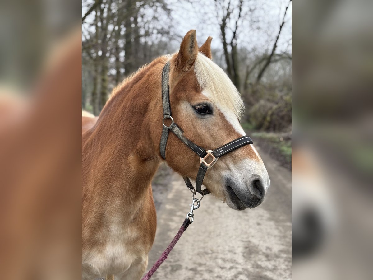 Haflinger Merrie 22 Jaar in Neu-Ulm