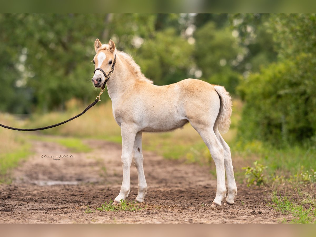 Haflinger Merrie 2 Jaar 149 cm in Sch&#xF6;nhagen