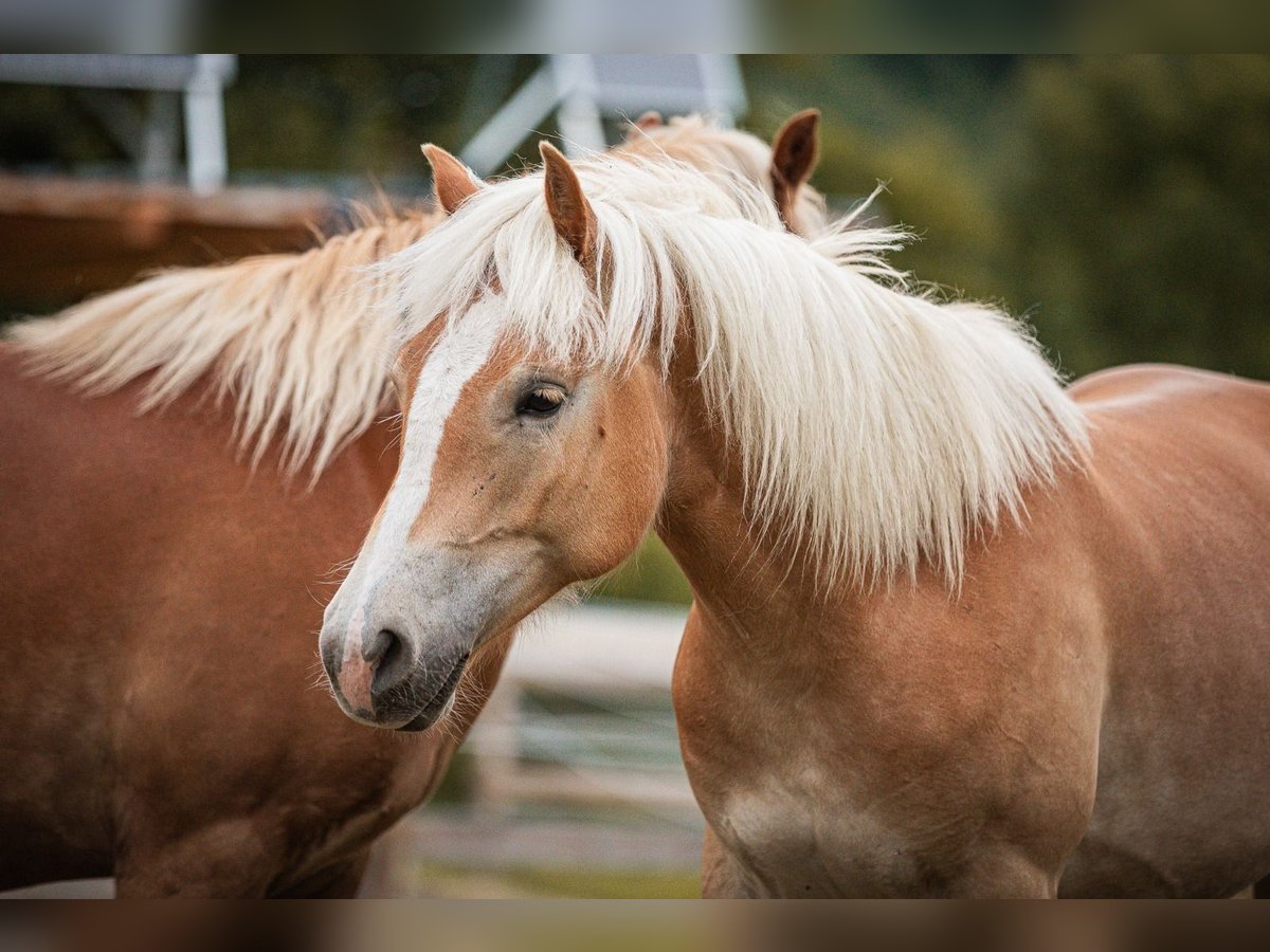 Haflinger Merrie 2 Jaar 151 cm Vos in Velden