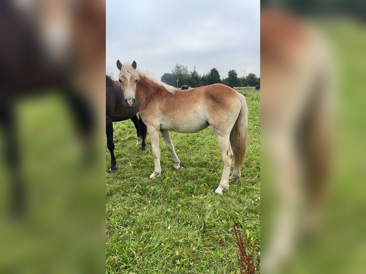 Haflinger Merrie 2 Jaar in Sendenhorst