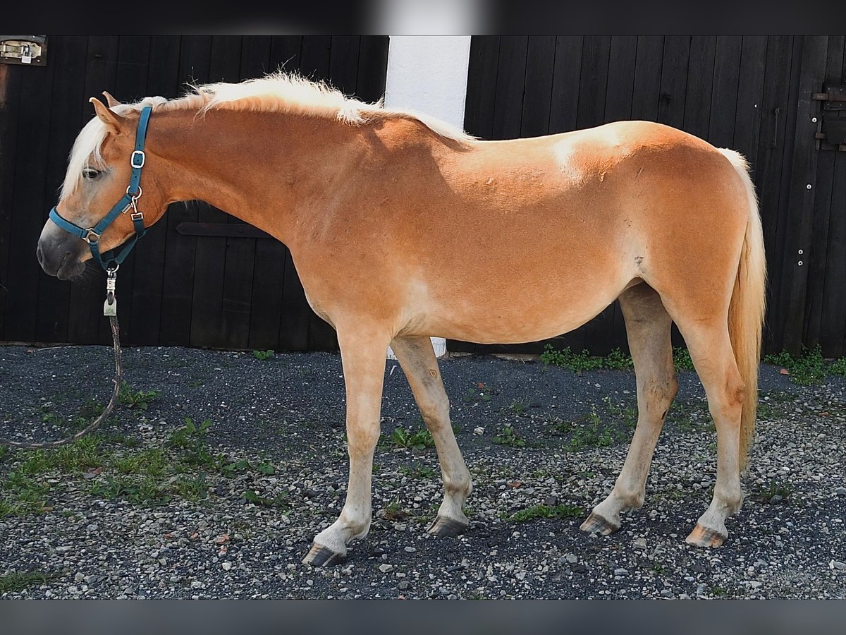 Haflinger Merrie 2 Jaar in Fuldatal