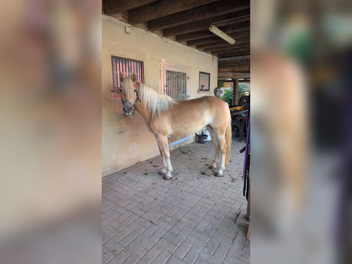 Haflinger Merrie 3 Jaar 145 cm in D&#xF6;britschen