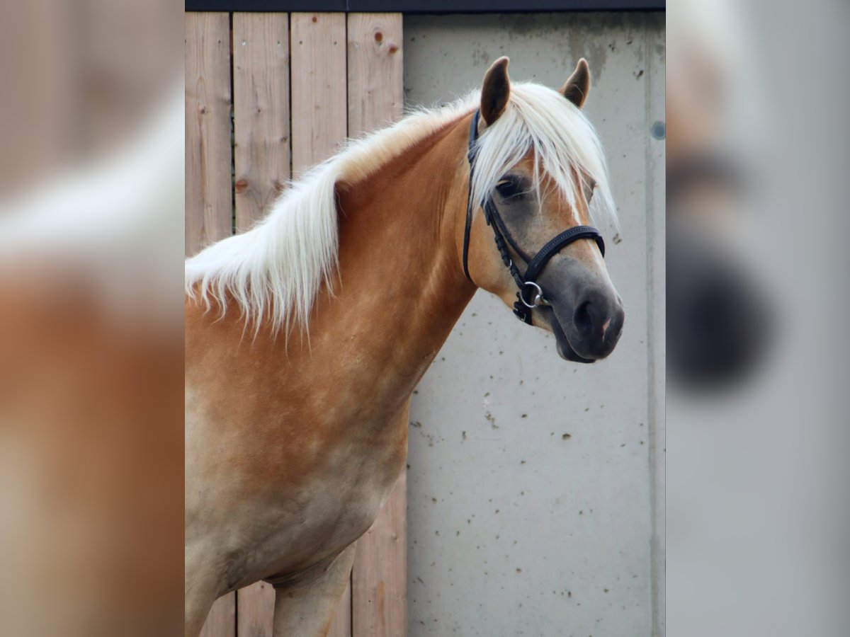 Haflinger Merrie 3 Jaar 145 cm Vos in Kirchbichl