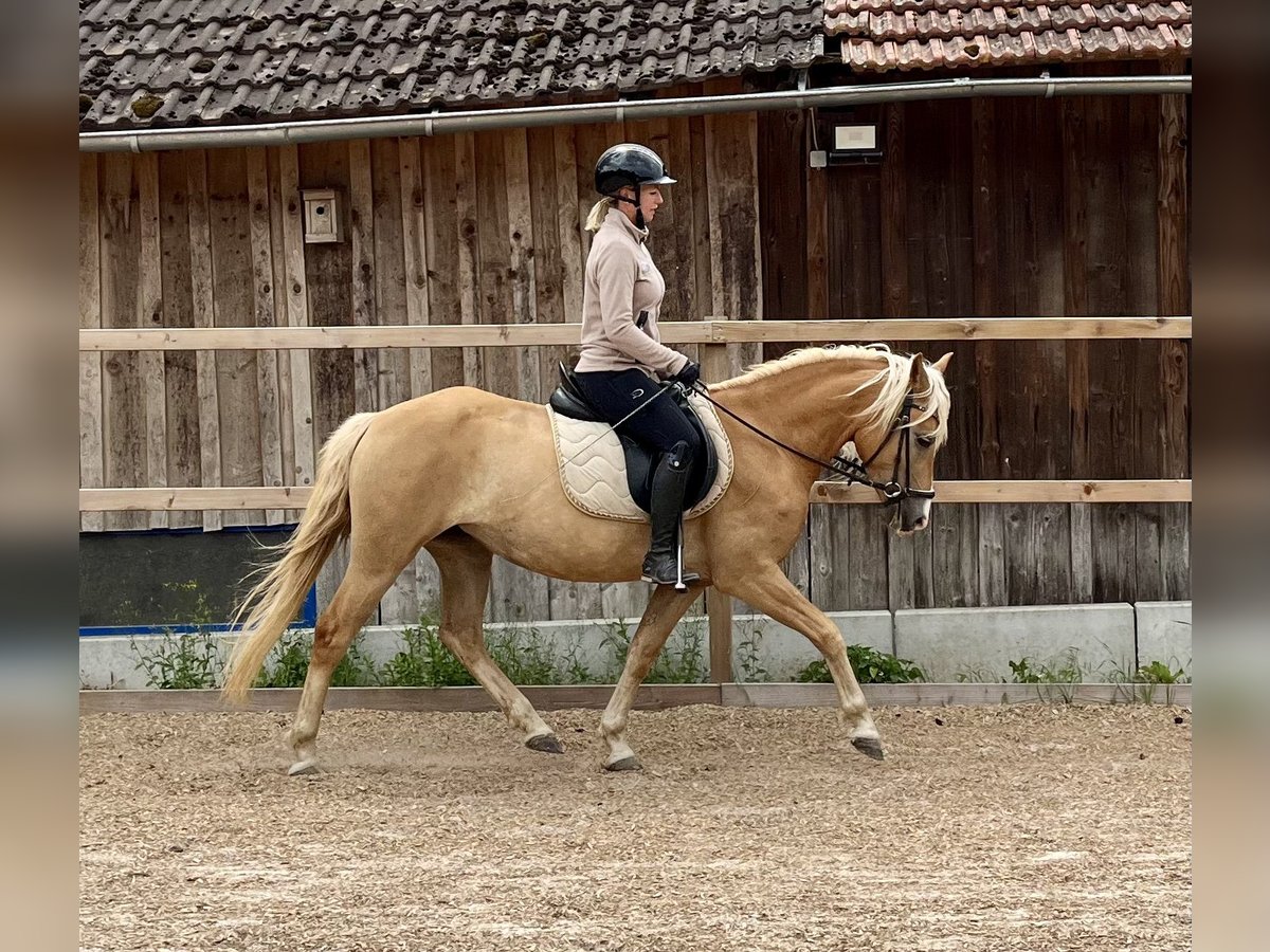 Haflinger Merrie 3 Jaar 146 cm Vos in Itzgrund