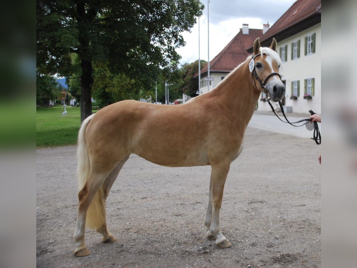 Haflinger Merrie 3 Jaar 147 cm Palomino in Obersöchering