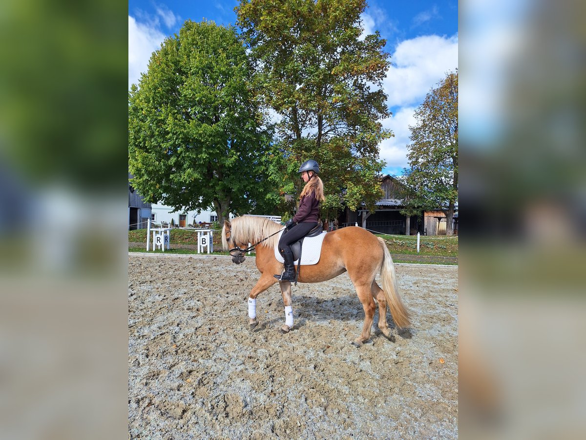 Haflinger Merrie 3 Jaar 147 cm Vos in Mühlen