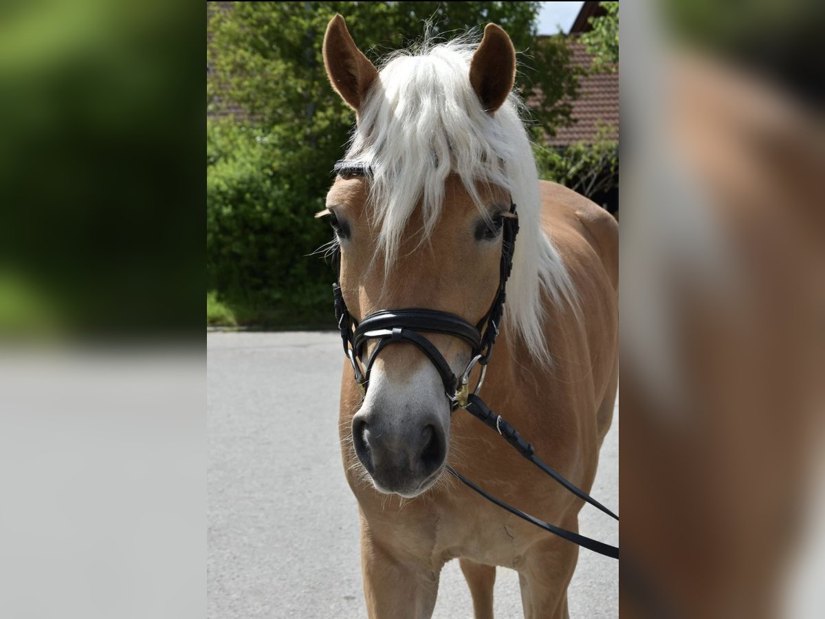 Haflinger Merrie 3 Jaar 148 cm in Unterthingau