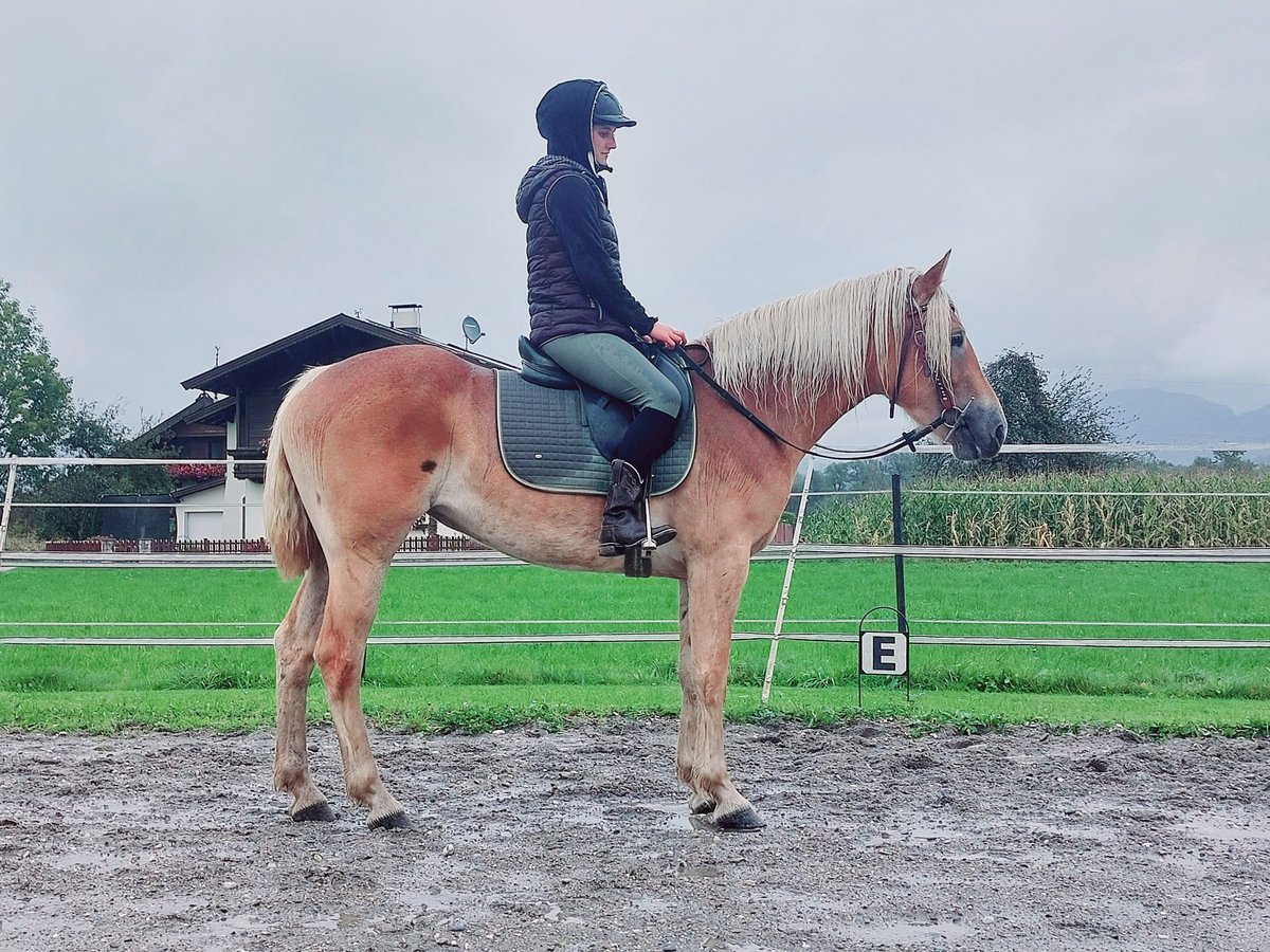 Haflinger Merrie 3 Jaar 152 cm Vos in Kirchbichl