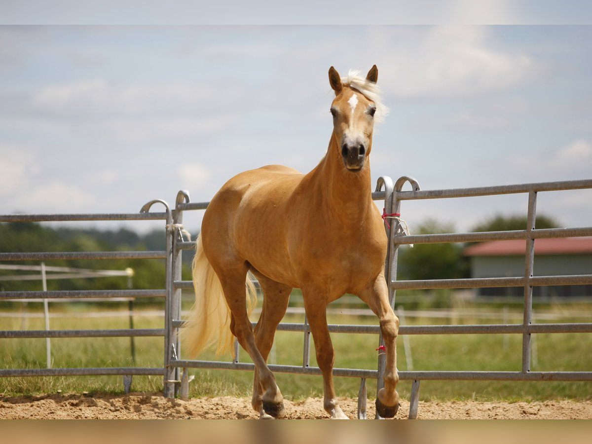 Haflinger Merrie 3 Jaar 155 cm in Ziemetshausen