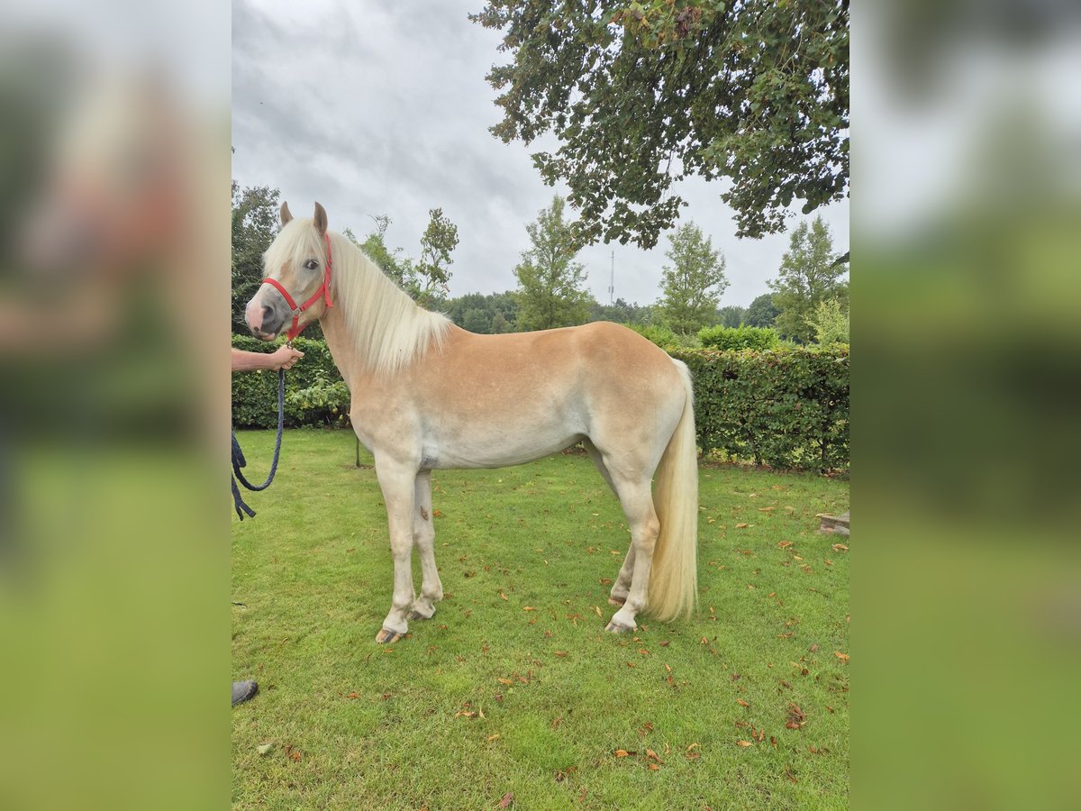 Haflinger Merrie 3 Jaar in Venlo