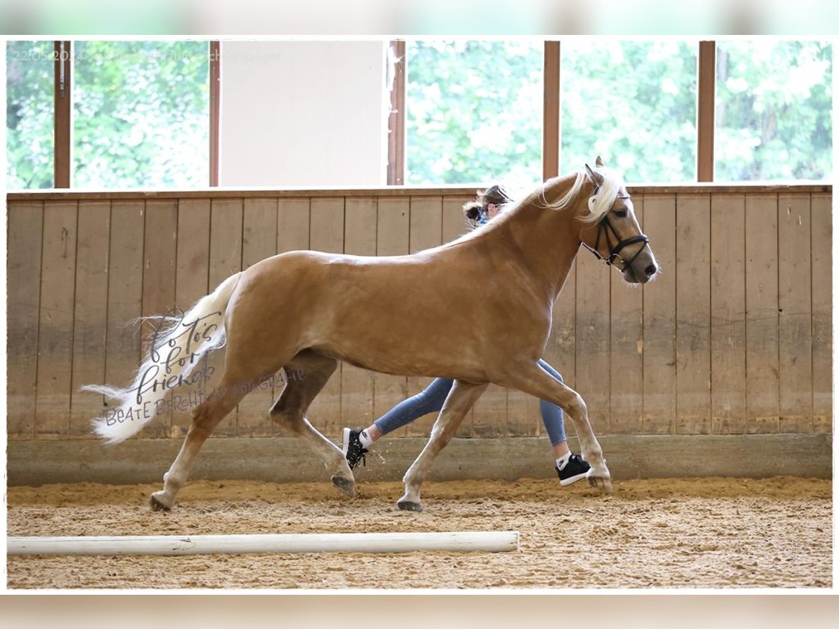 Haflinger Merrie 4 Jaar 150 cm Vos in Ruderatshofen