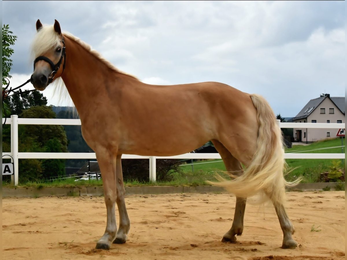 Haflinger Merrie 4 Jaar 152 cm in Breitenbrunn/Erzgebirge