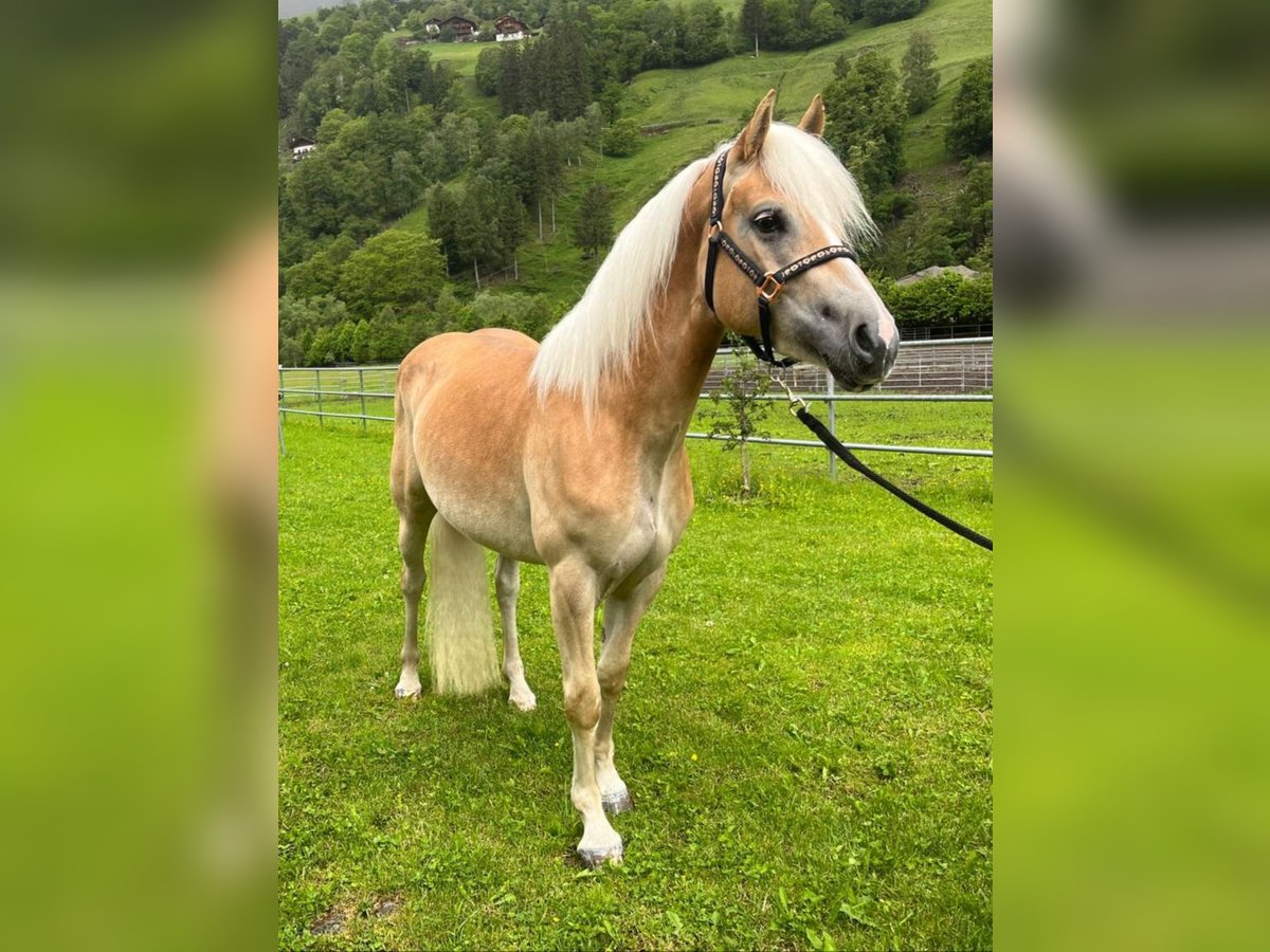 Haflinger Merrie 4 Jaar 152 cm in Sankt Leonhard in Passeier