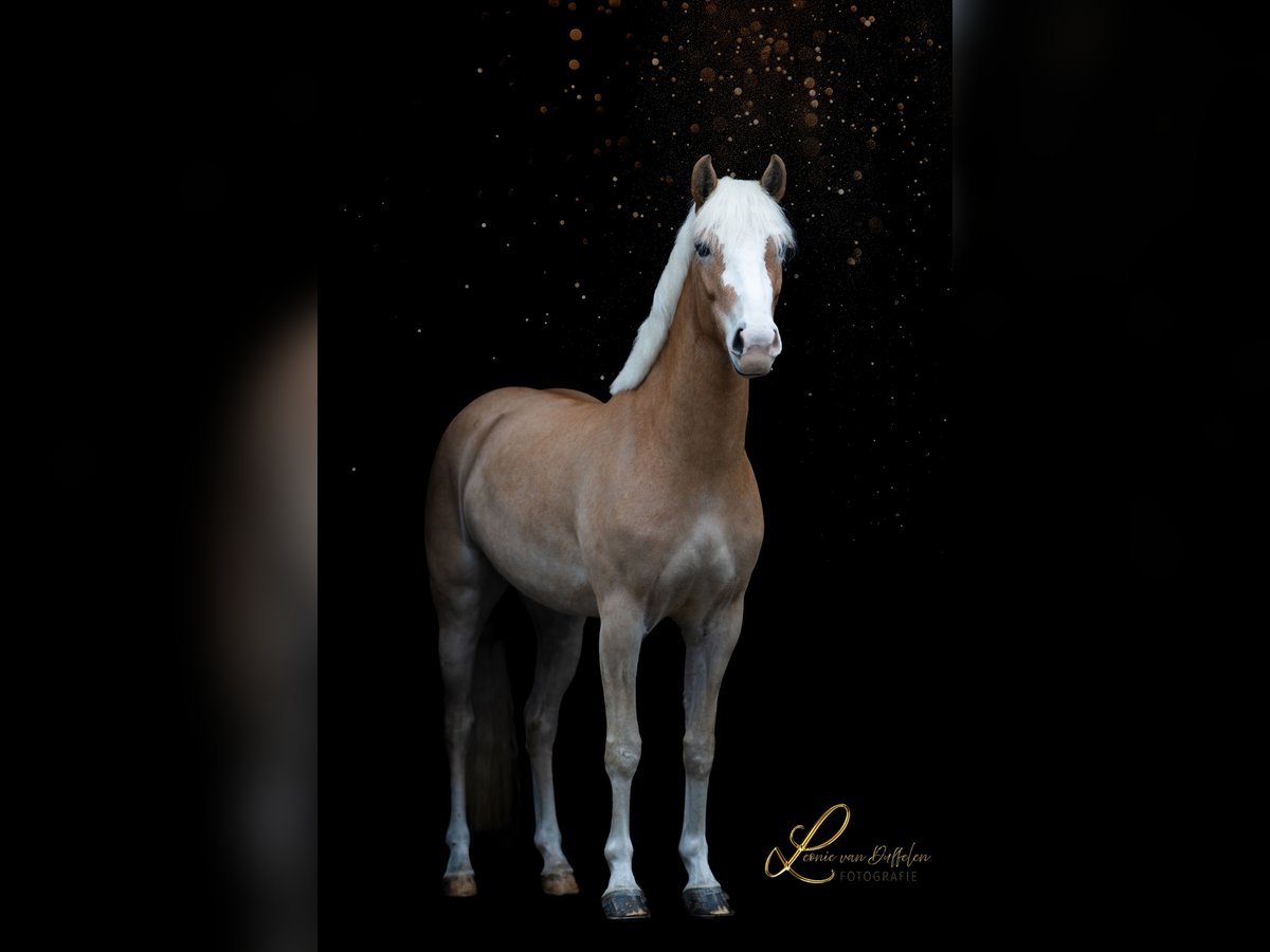 Haflinger Merrie 4 Jaar 155 cm Vos in Ouddorp
