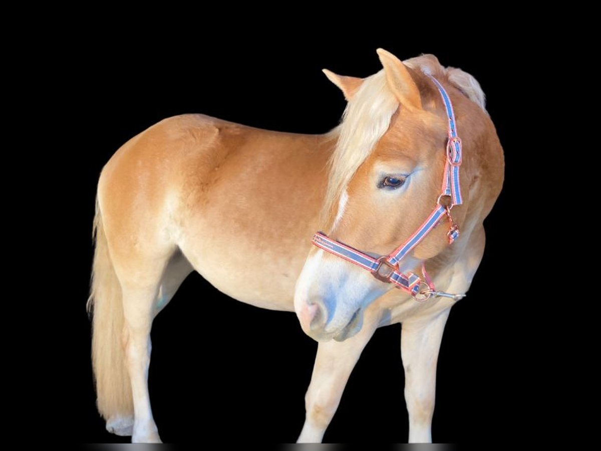 Haflinger Merrie 4 Jaar Donkere-vos in Postojna