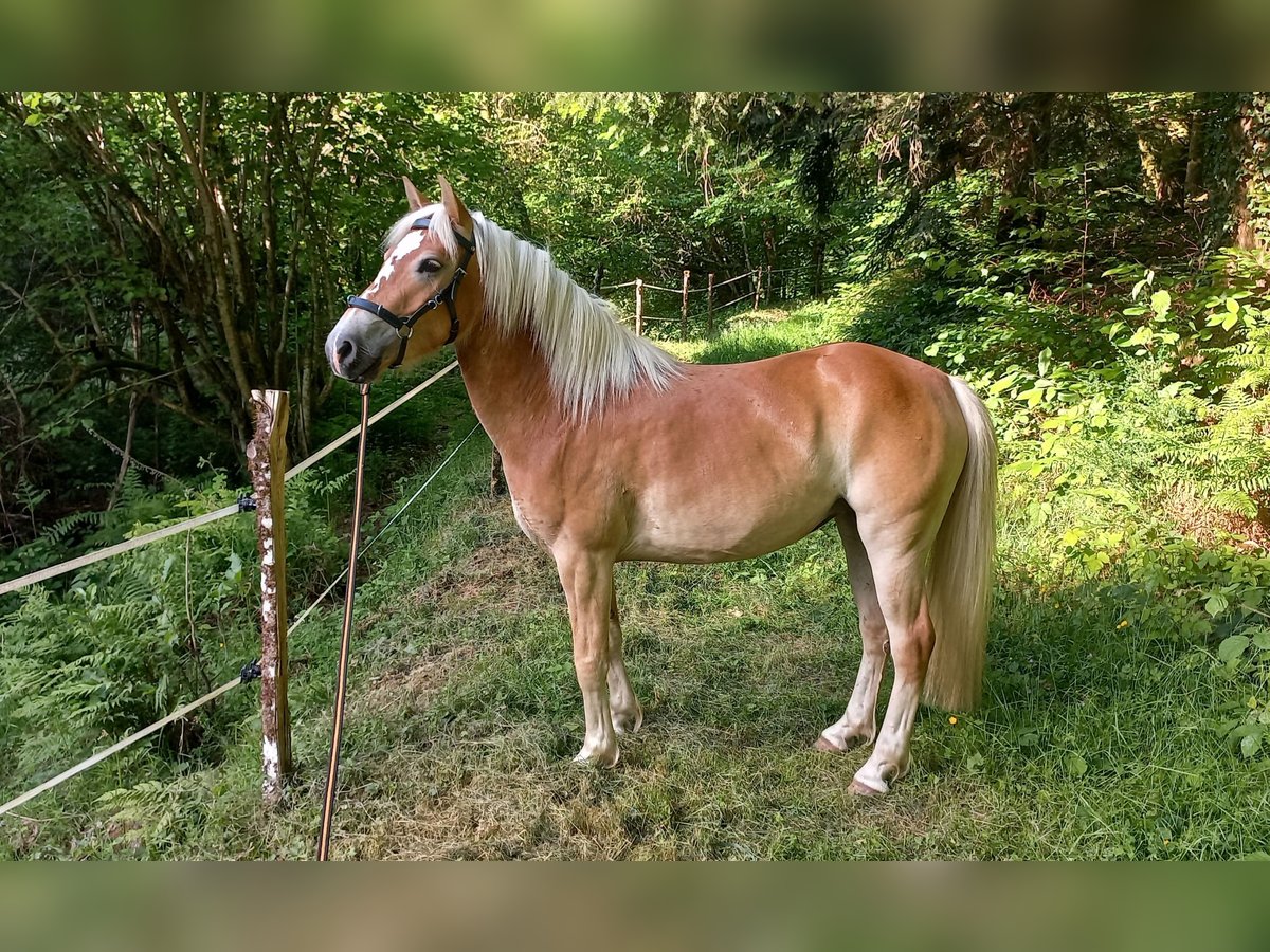 Haflinger Merrie 5 Jaar 139 cm Vos in Jabreilles les Bordes